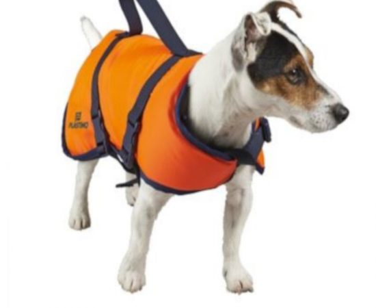 chien
