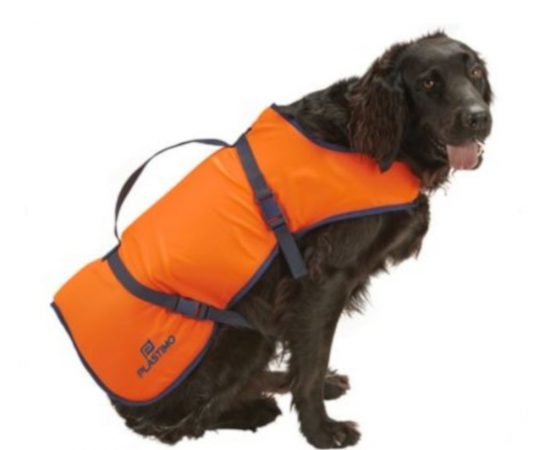 chien2