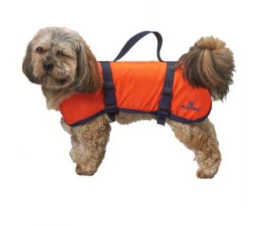 chien3